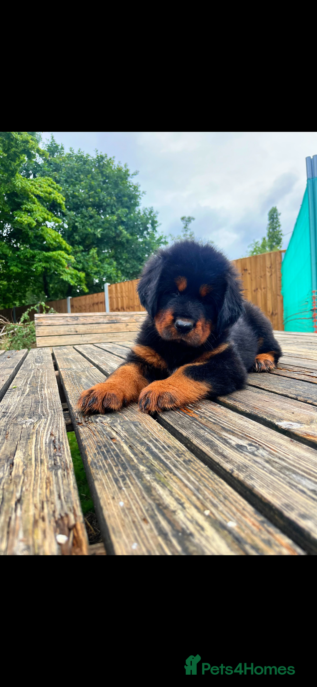 Tibetan Mastiff dogs for sale: 6 Tibetan Mastiff Puppies - Image 12