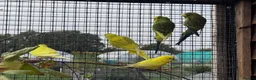 Budgerigars birds for sale: Budgies for sale in Ipswich - Advert 3