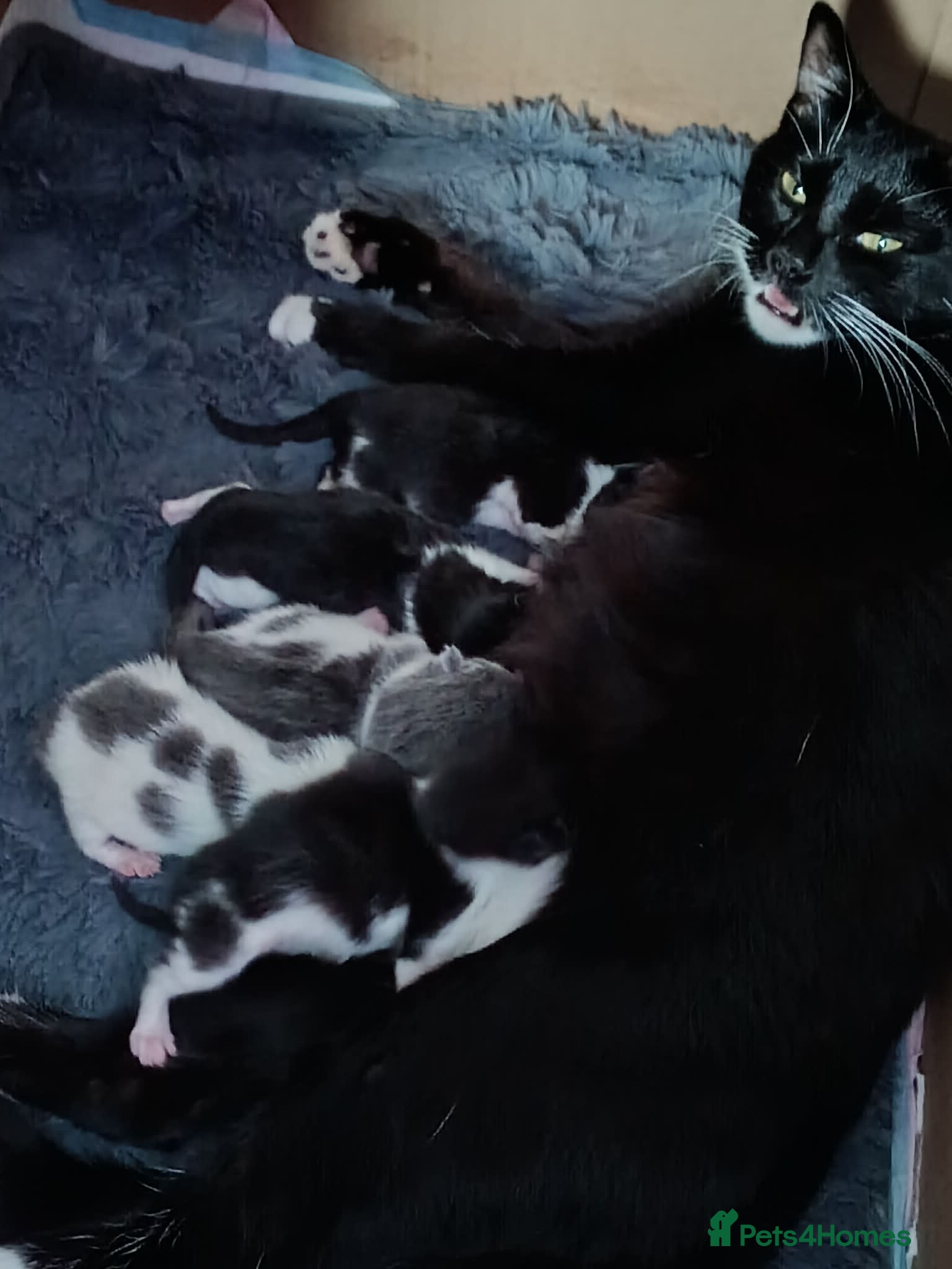 Mixed Breed cats Kittens looking for new homes - Advert 1