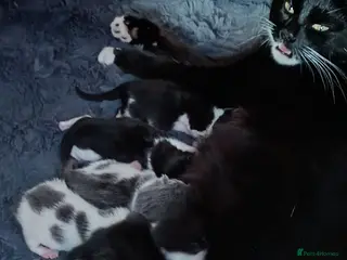 Mixed Breed cats Kittens looking for new homes - Advert 1