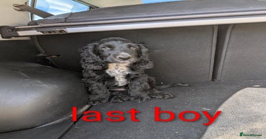Cocker Spaniel dogs - Advert 6