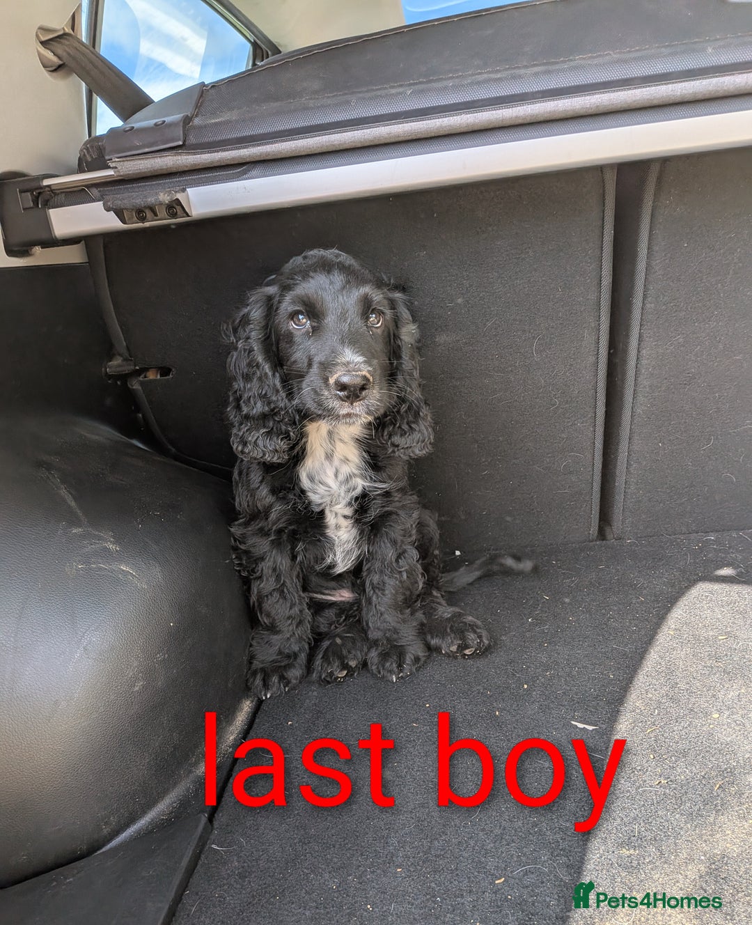 Cocker Spaniel dogs for sale: Cocker Spaniel puppies - Image 3