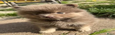 Pomeranian 1