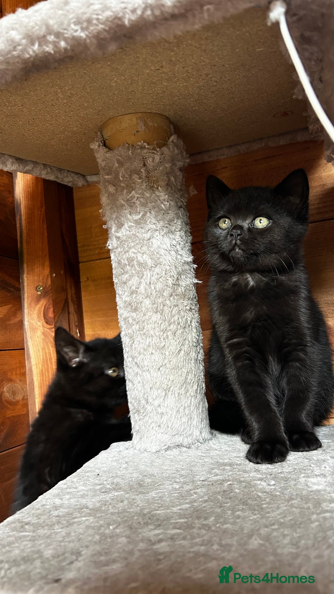 American Shorthair cats for sale: Free 2 Cute Short Hair Sisters  - Advert 3