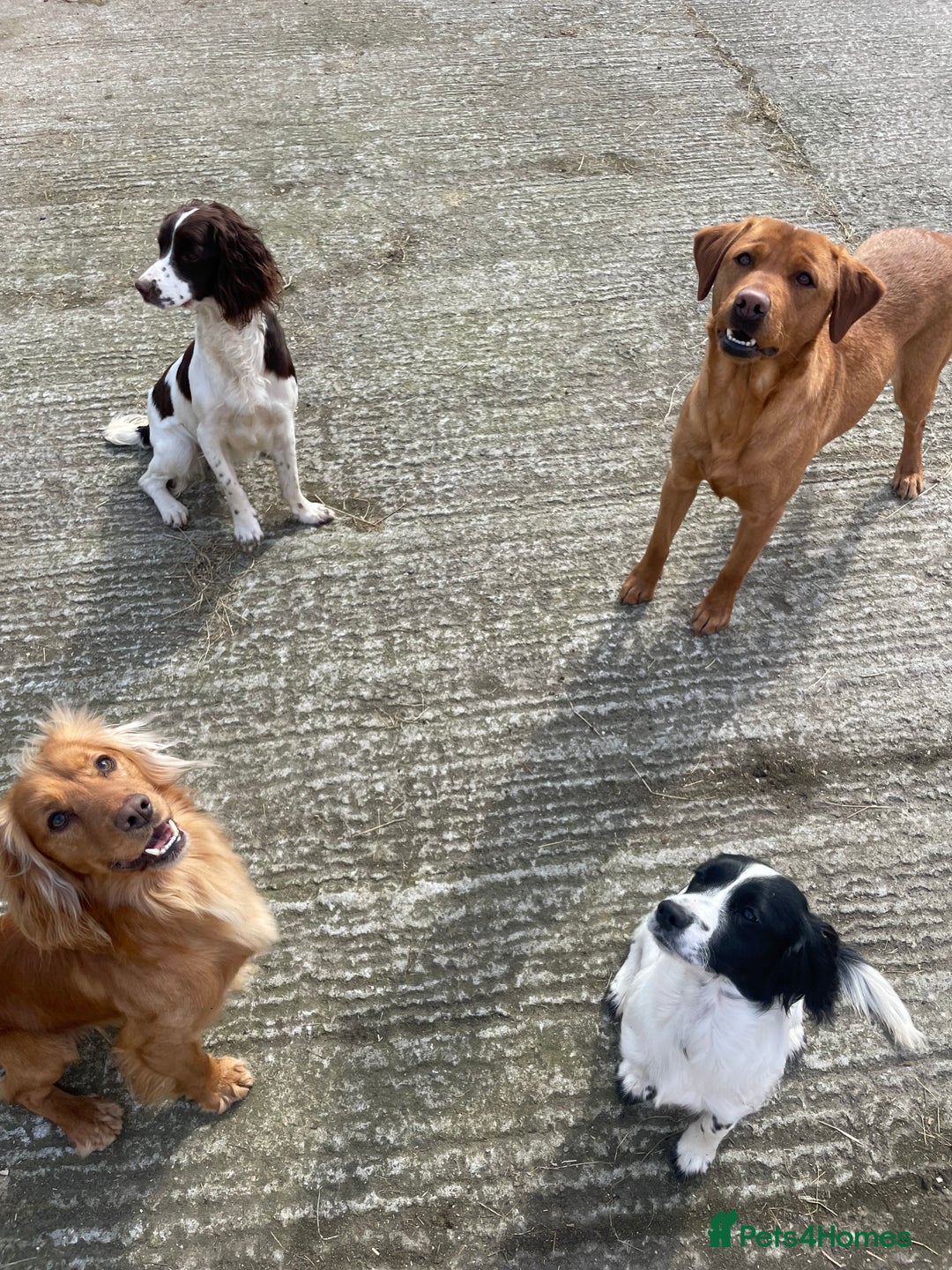 Cocker Spaniel dogs for stud: *KC HEALTH TESTED WORKING COCKER SPANIEL FOR STUD* in Darlington - Advert 7