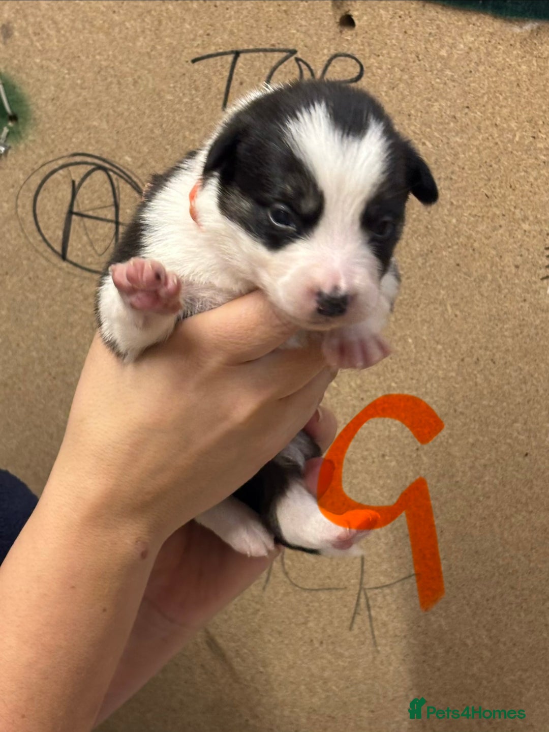 Border Collie dogs for sale: Border collie puppies - Advert 1