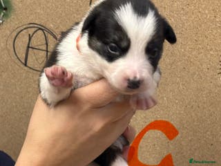 Border Collie dogs Border collie puppies - Advert 1