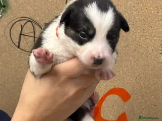 Border Collie dogs Border collie puppies - Advert 6