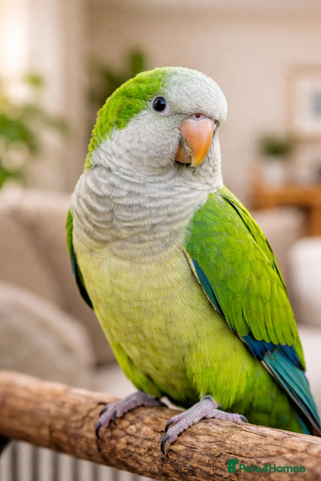 Parrots birds for sale: 3-Year-Old Green Quaker Parrot - Advert 1