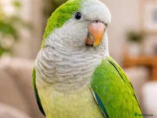 Parrots birds 3-Year-Old Green Quaker Parrot - Advert 1