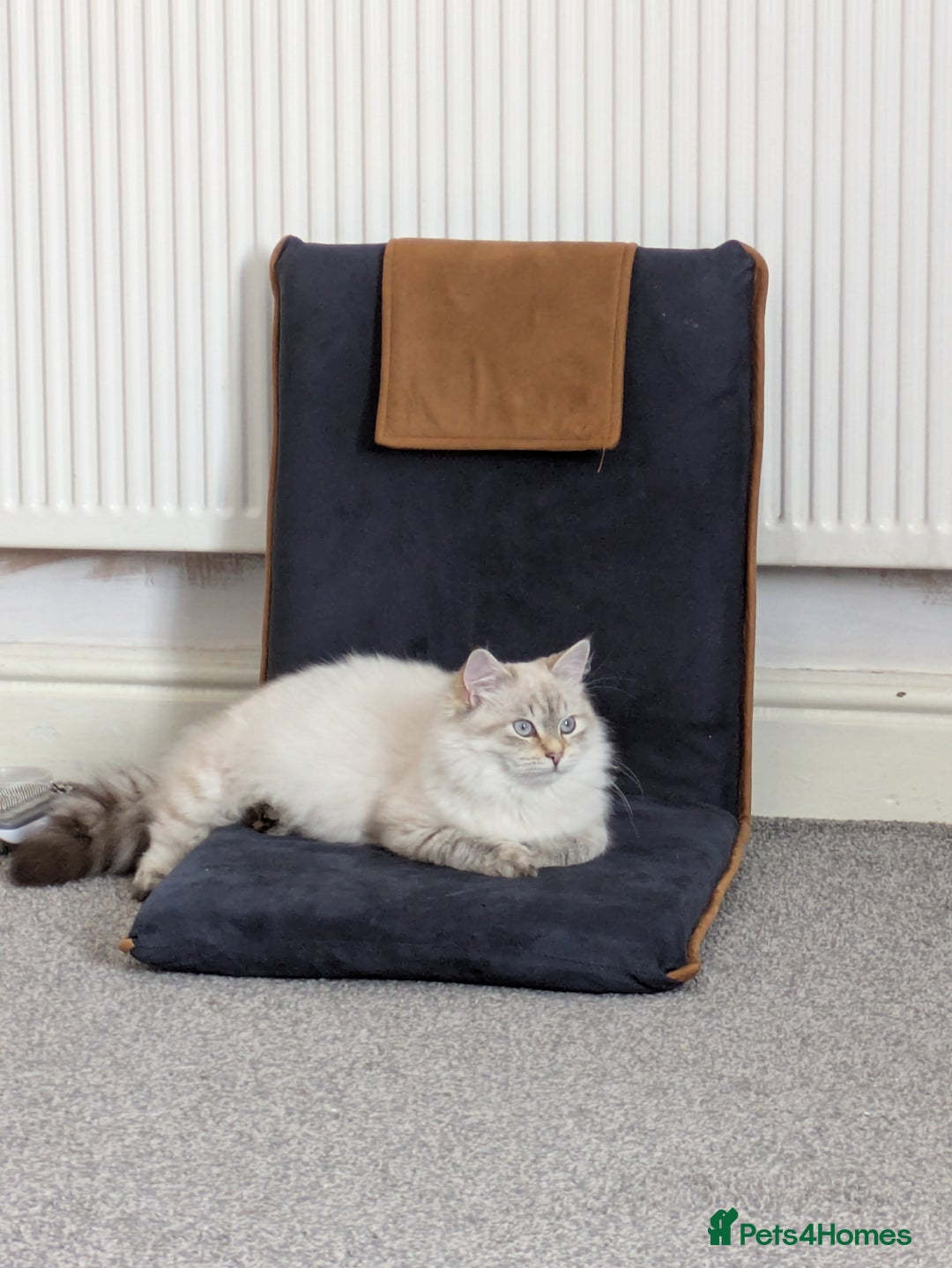 Siberian cats for sale: 1yr unneutred Neva masquerade Male Siberian - Advert 13