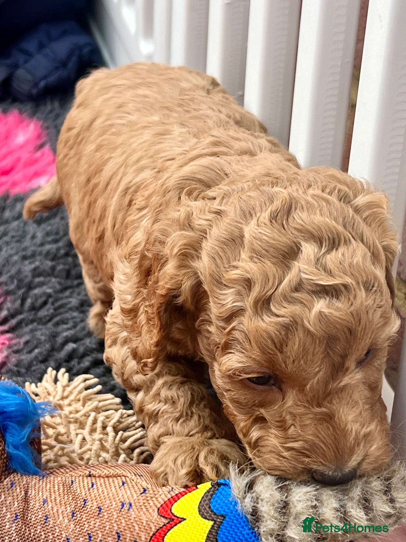 Cockapoo dogs ⭐️Fabulous show type Cockapoo Puppies⭐️ - Advert 2