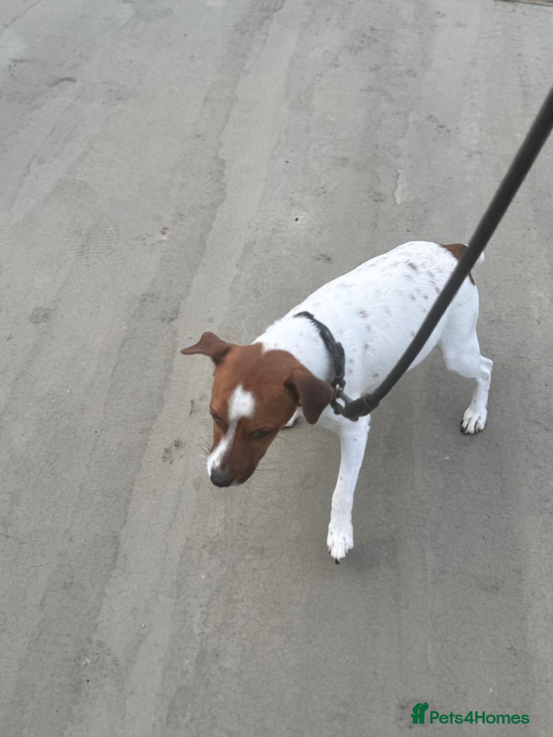 Jack Russell dogs for sale: Jack Russell puppy  - Image 6