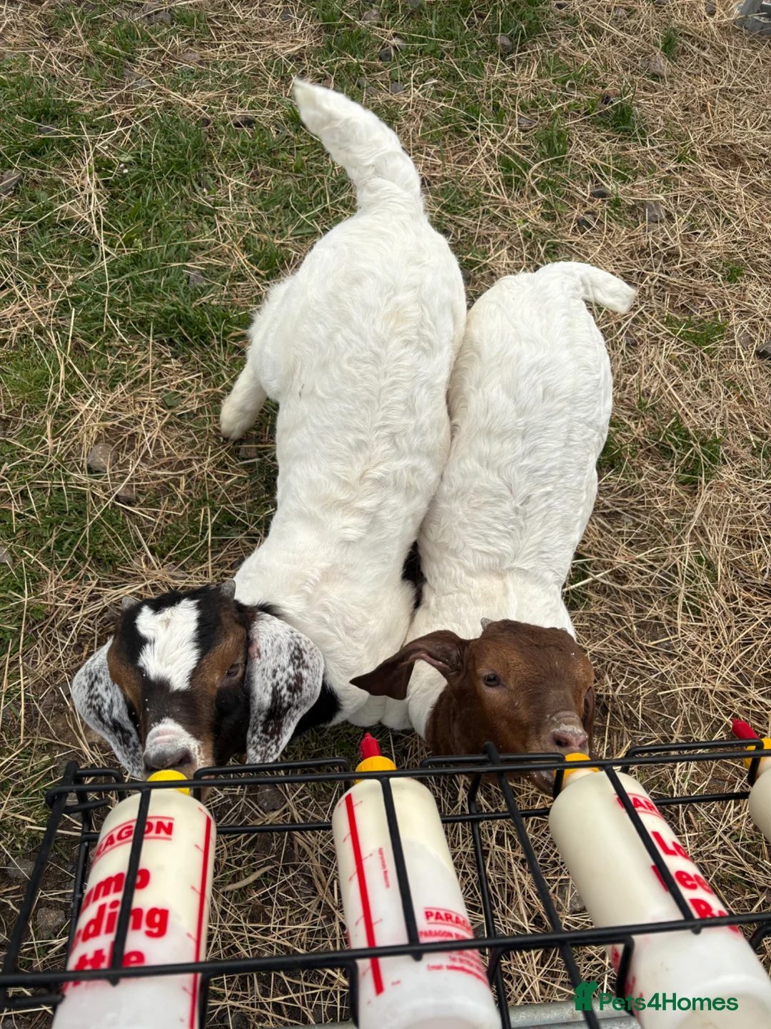 Goats livestock for sale: Boer goat kids  - Advert 1