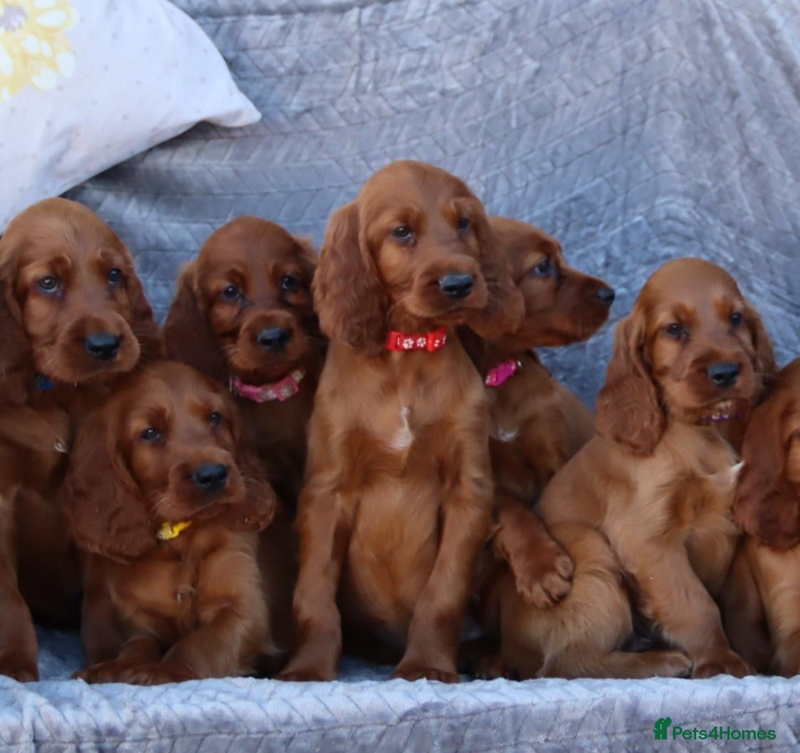 Irish Setter dogs 3 handsome boys ready for their new families  - Advert 1