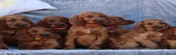 Irish Setter dogs for sale: Adorable lovable irish Setter puppies  - Advert 12