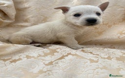West Highland Terrier dogs for sale: West highland terriers - Image 1