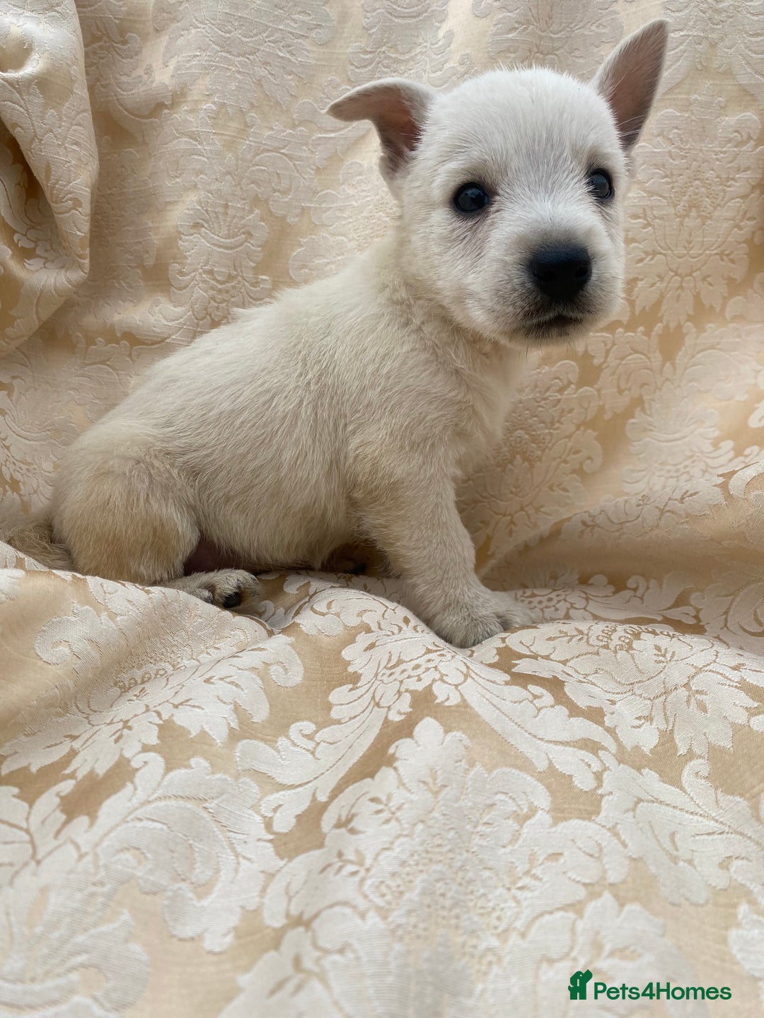 West Highland Terrier dogs for sale: West highland terriers - Image 1