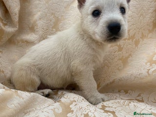 West Highland Terrier dogs - Advert 10