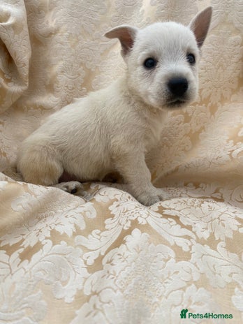 West Highland Terrier dogs - Advert 9