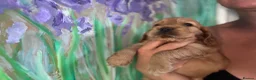 Cocker Spaniel dogs for sale: Gorgeous KC Show Cocker Babies  - Advert 1