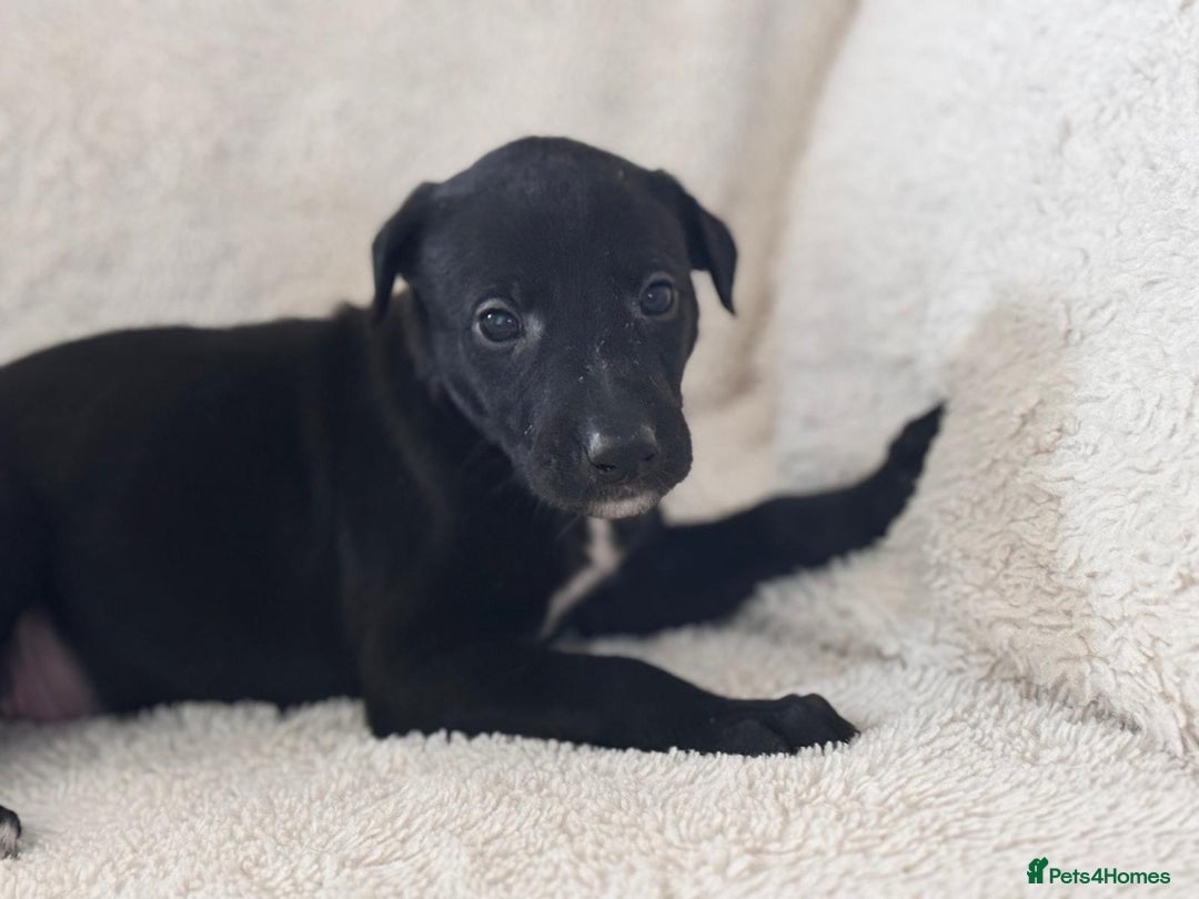 Whippet dogs for sale: Collie greyhound (GREYHOUND) - Image 3