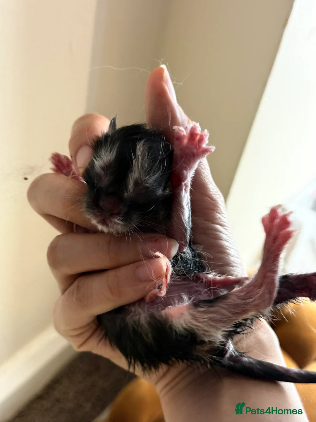 Maine Coon cats for sale: Purebred Adorable Maine Coon Kittens Available - Advert 22