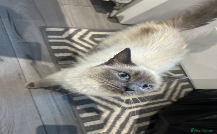 Ragdoll cats - Advert 10