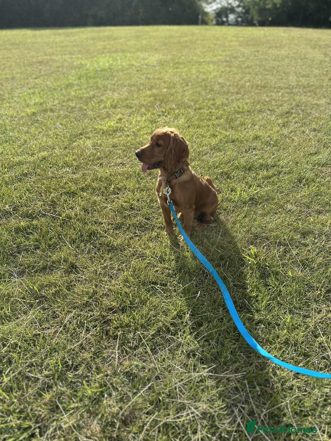 Cocker Spaniel dogs for sale: Working Cocker Spaniel 6mths old - Image 8