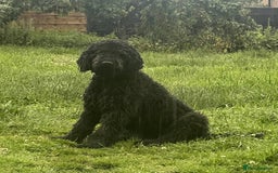 Labradoodle dogs for sale: Labradoodle  - Image 26