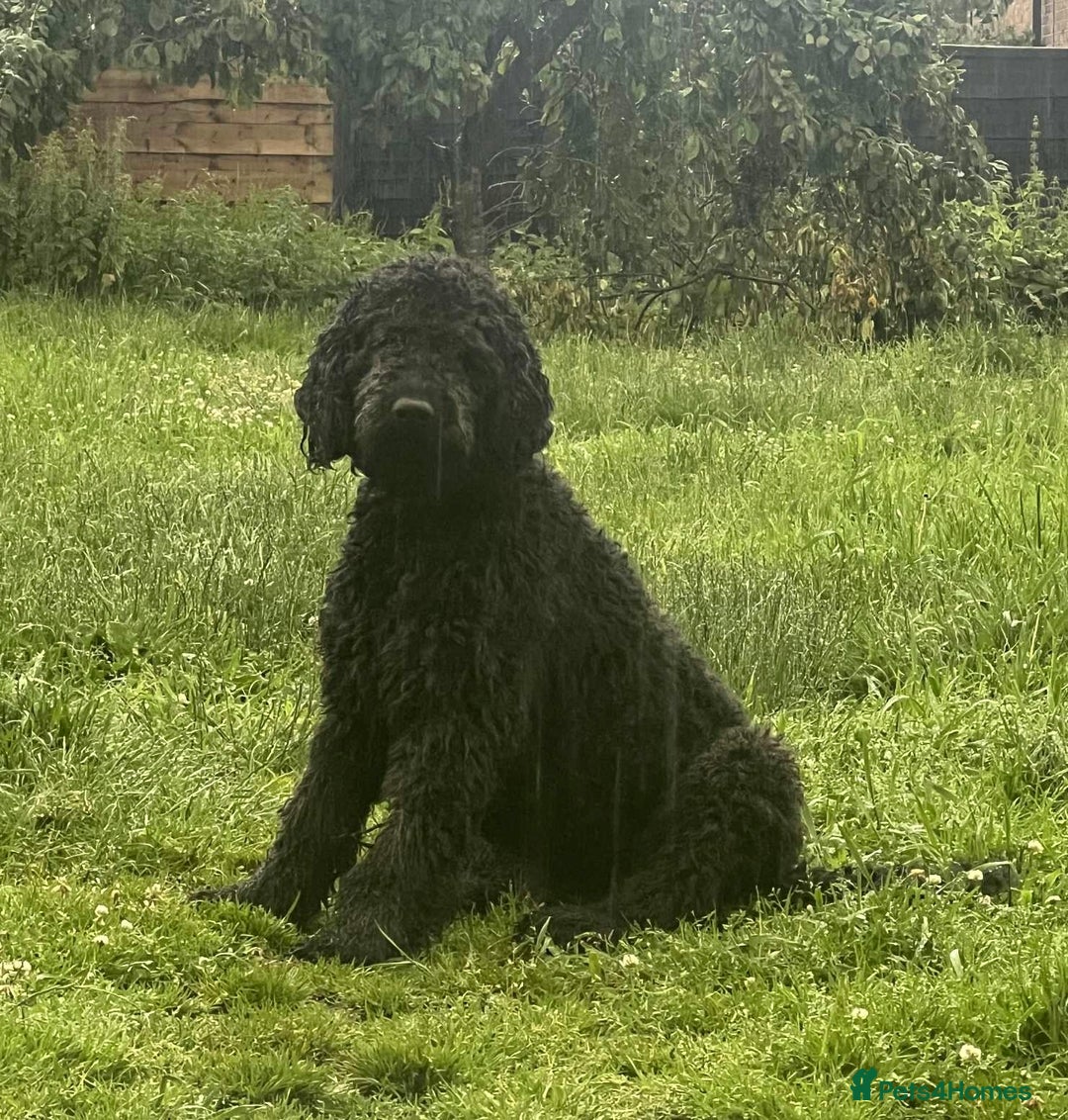 Labradoodle dogs for sale: Labradoodle  - Image 26
