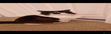Mixed Breed 1