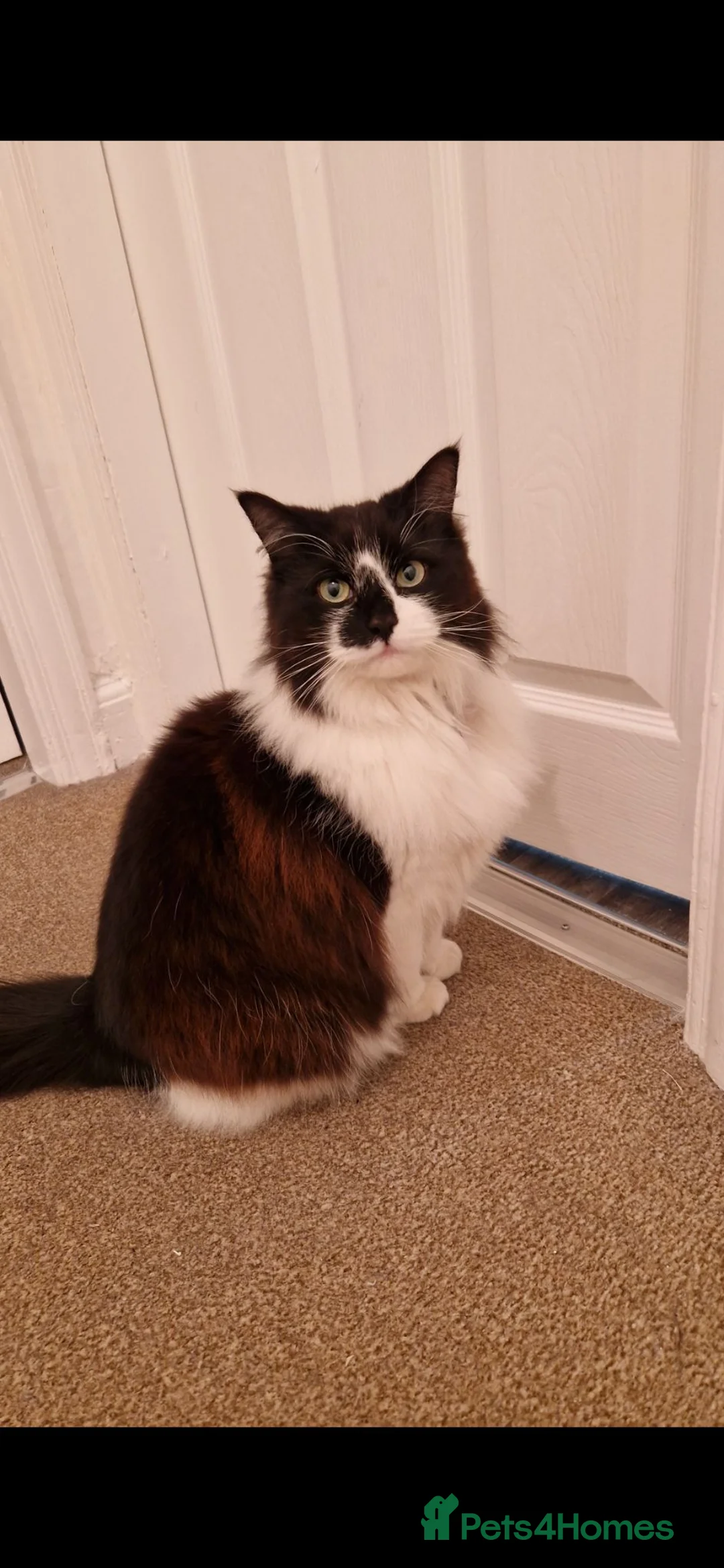 Mixed Breed cats for sale: 2x female cats age 3 to rehome - Advert 2