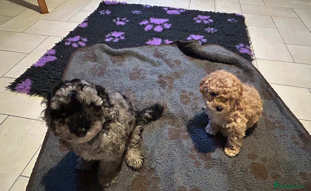 Cockapoo dogs for sale: Miniature cockapoo puppies Merle and Apricot - Image 8