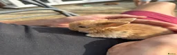 Mini Lop rabbits for sale: Mini lop rabbits - Advert 12