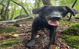 Borador dogs for sale: Bruno  - Image 6