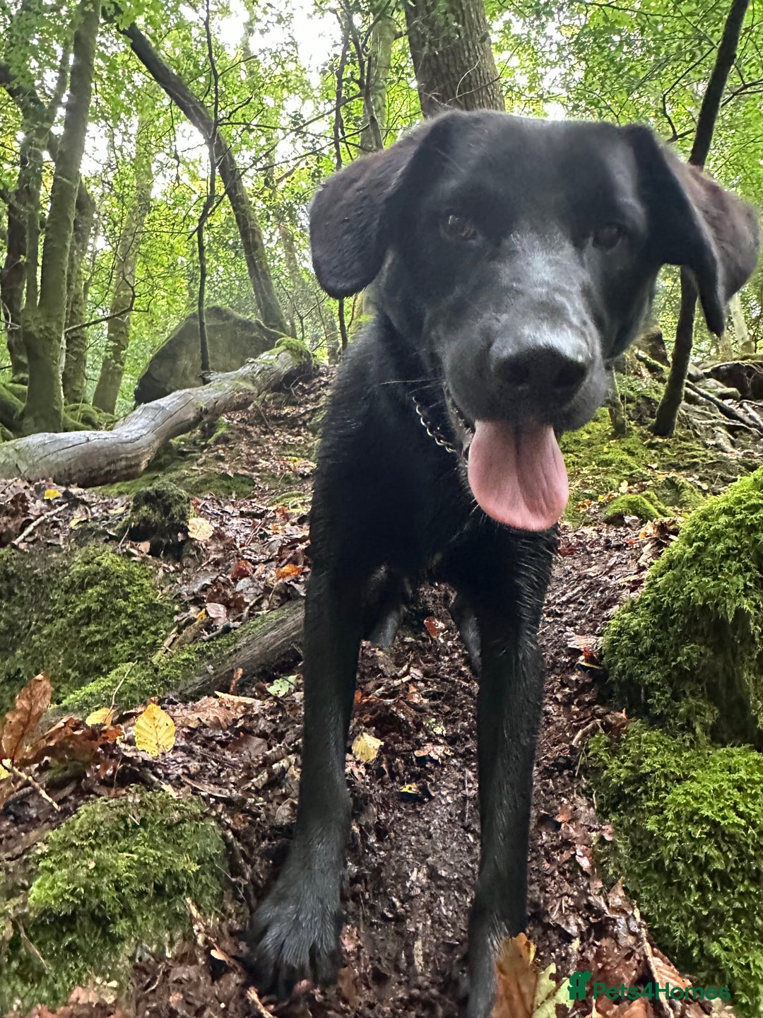 Borador dogs for sale: Bruno  - Image 6