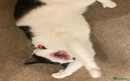 European cats for adoption: Maisie is looking for the perfect forever home - Image 9