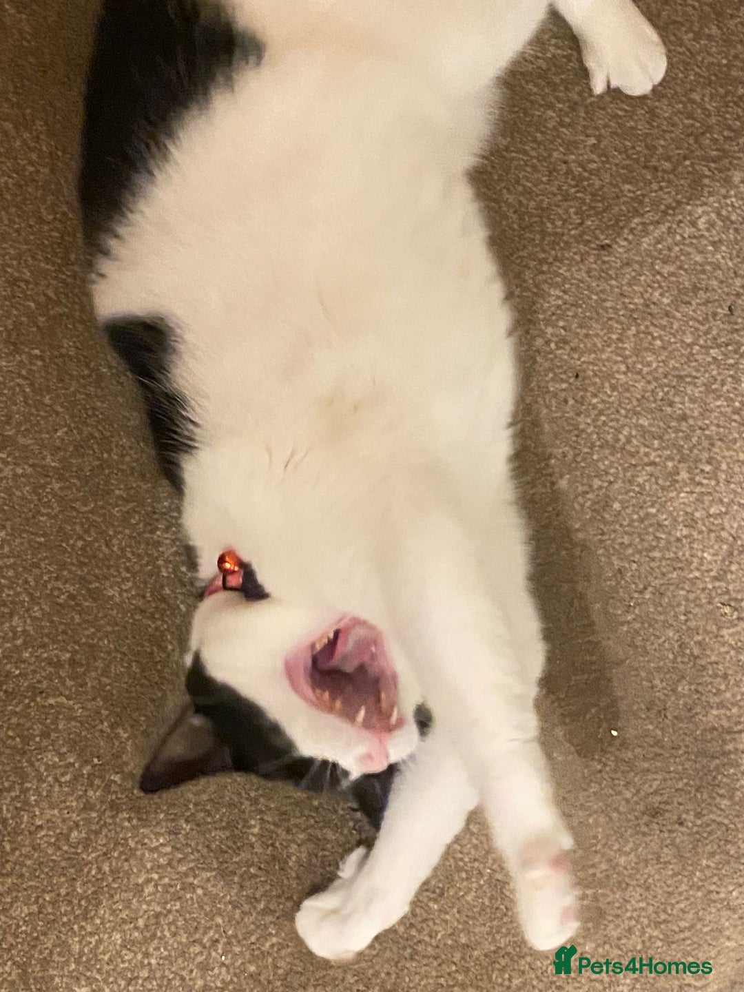 European cats for adoption: Maisie is looking for the perfect forever home - Image 9