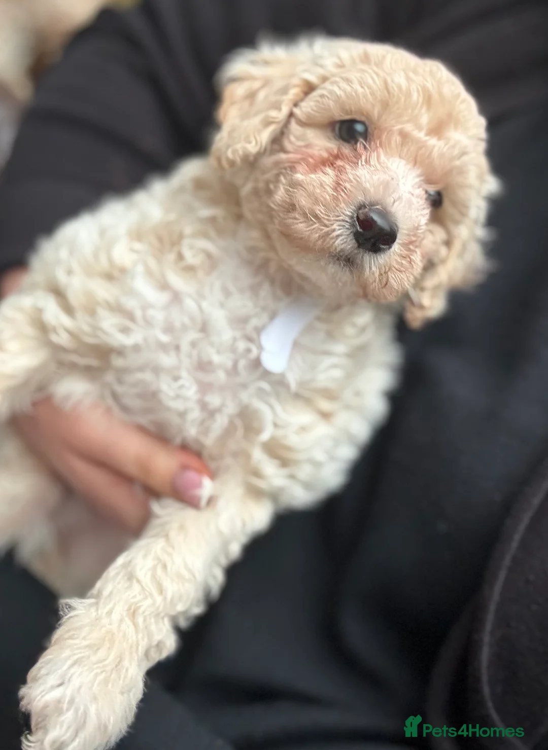 Poochon dogs for sale: READY TO LEAVE Poochons for sale  - Advert 7