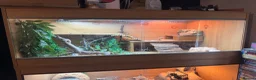 Bearded Dragon reptiles for sale: Bearded dragons & geckos  in Hereford - Advert 2