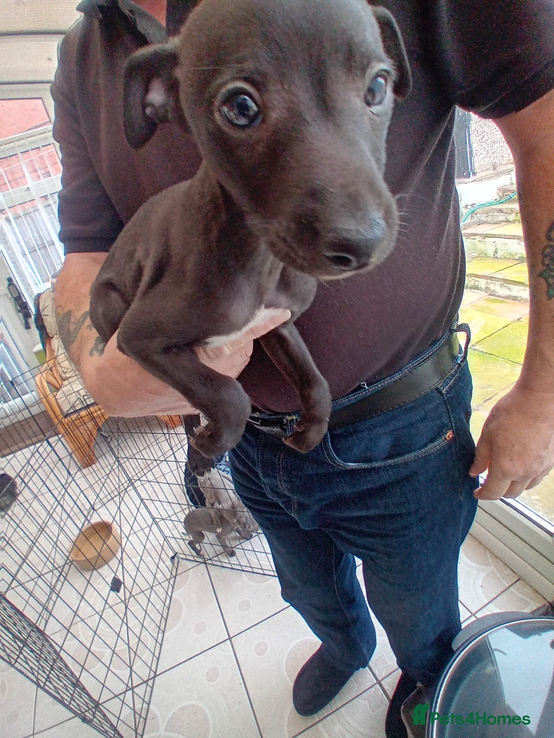 Mixed Breed dogs for sale: Whippet x Italian greyhound - Advert 1