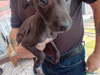 Mixed Breed dogs Whippet x Italian greyhound - Advert 17