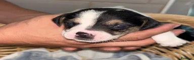 Jack Russell 4