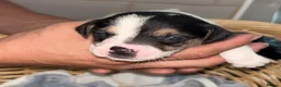 Jack Russell dogs for sale: Jack Russell puppies  - Advert 7