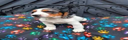 Cocker Spaniel dogs for sale: KC cocker spaniel puppies.  - Advert 23