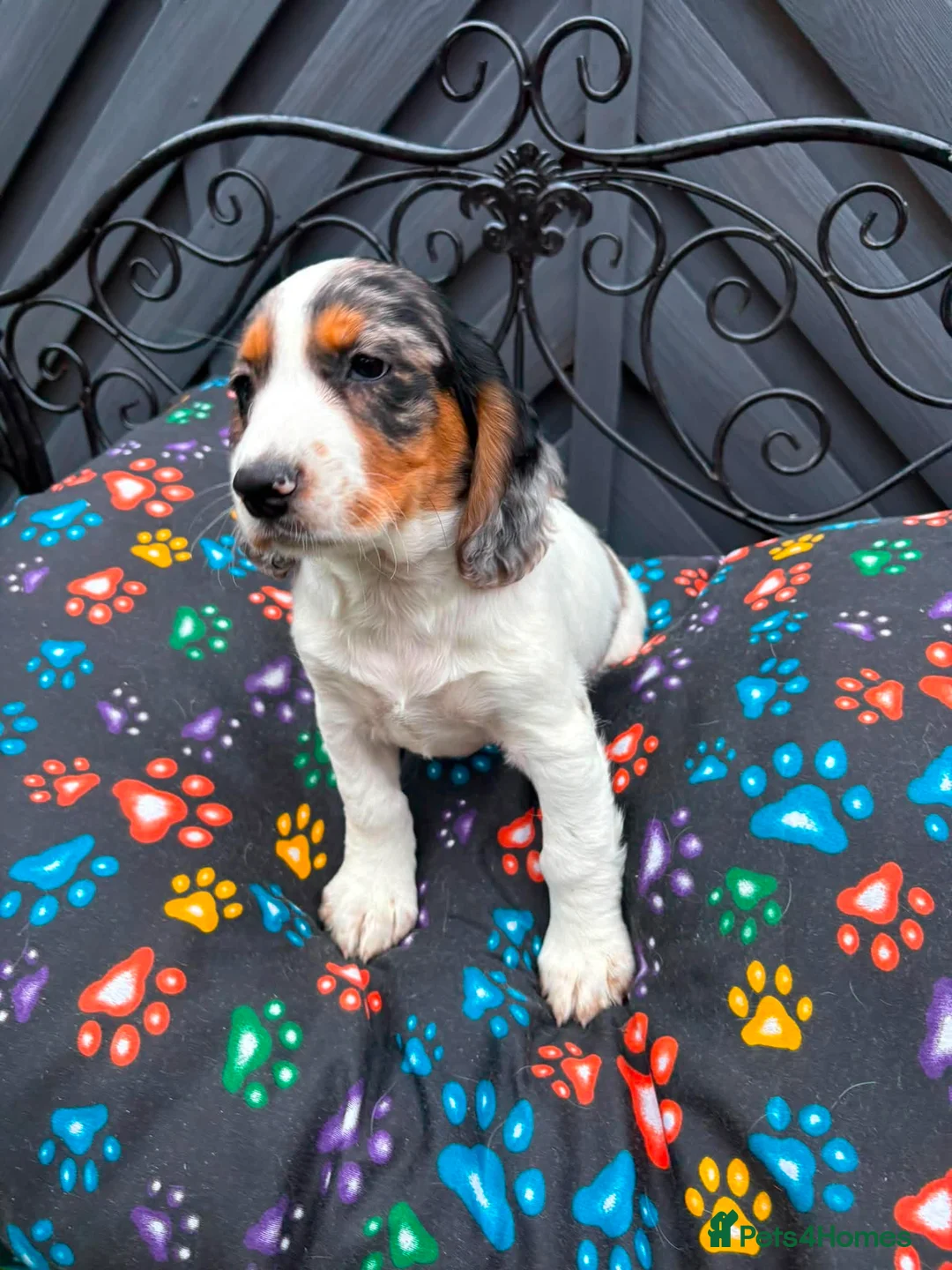 Cocker Spaniel dogs for sale: KC cockerpups. BEAUTIFUL PUPS. FULLY INOC - Advert 35
