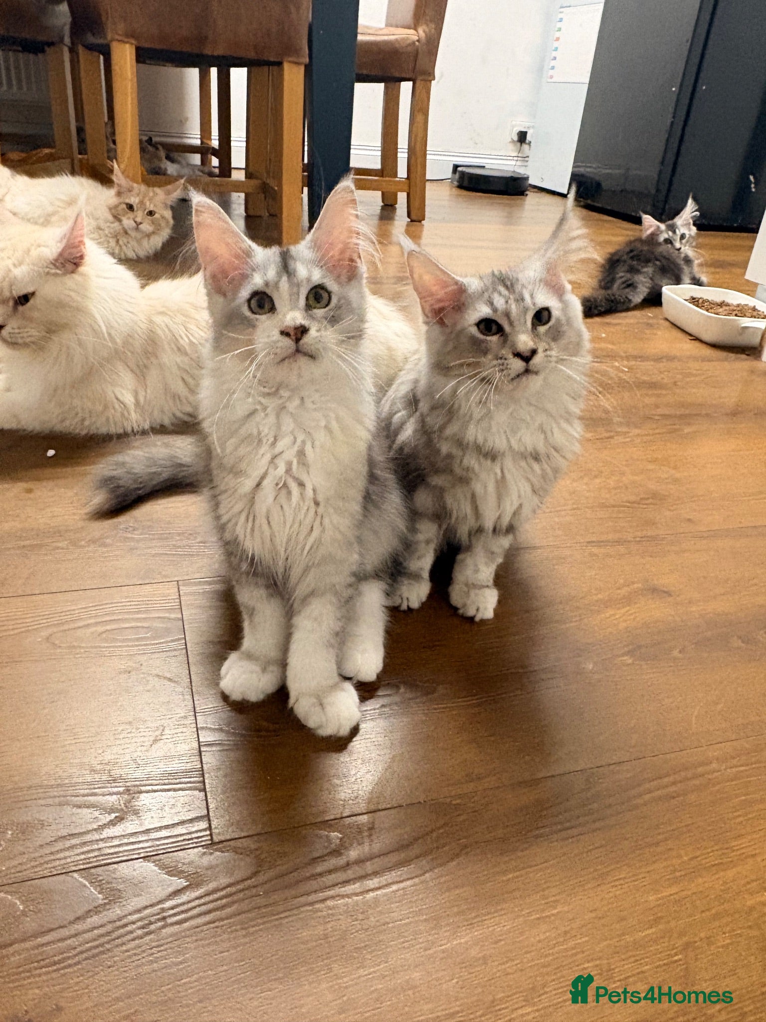 Maine Coon cats Sweet Maine coons TICA Register  - Advert 1