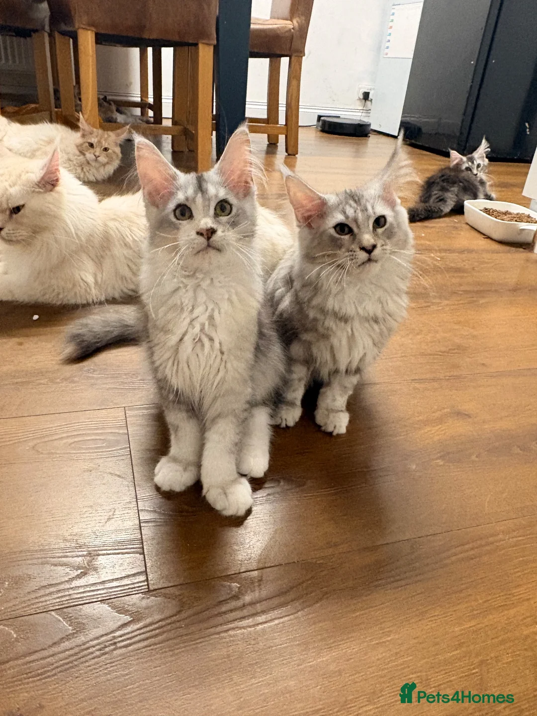Maine Coon cats for sale: Sweet Maine coons TICA Register  - Advert 1