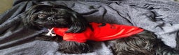 Shih Tzu dogs for stud: Stunning imperial shih-tzu stud in Barnsley - Advert 4